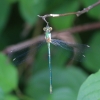 IMG_6339 Chalcolestes viridis